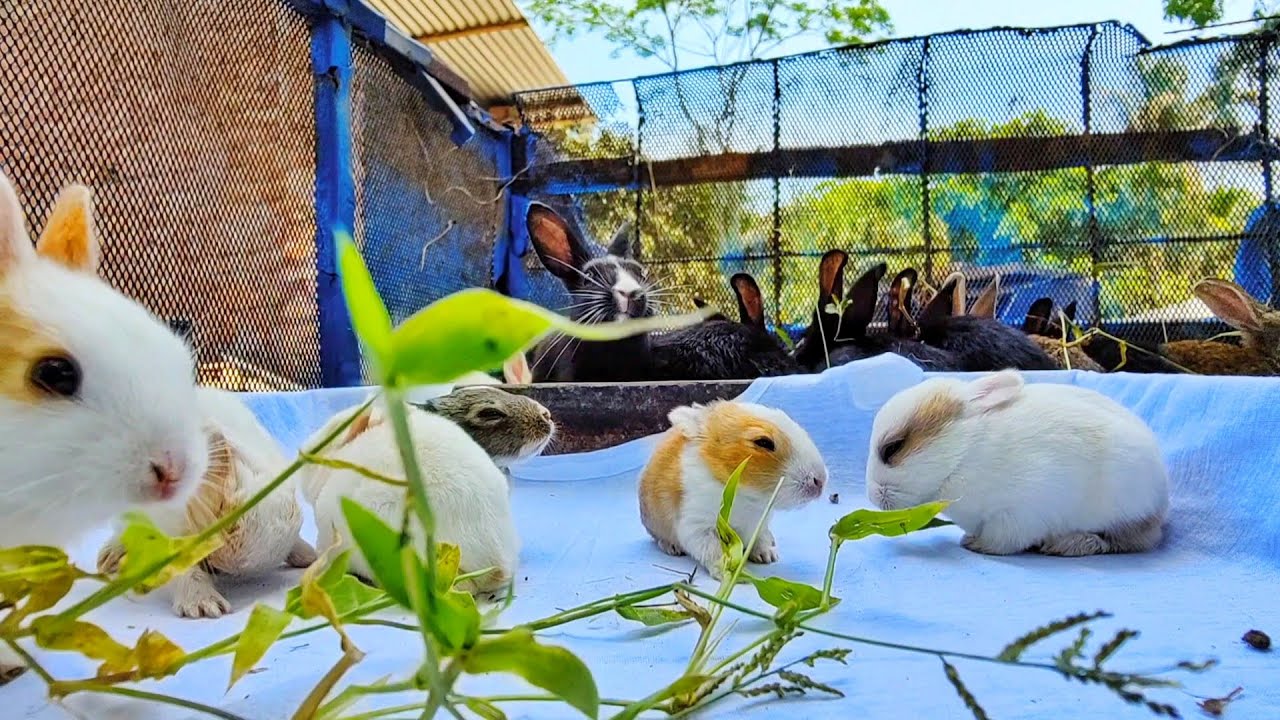 Surprise Little Baby rabbits eating grass for the first time cute YouTube
