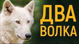 Притча про двух волков