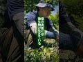 雑草を根ごと抜いてはいけない。それは、見た目のためじゃなく「防災のインフラ」を守るためです。草の根は、洪水も干ばつも和らげる“自然の装置”。だから草は敵じゃない。