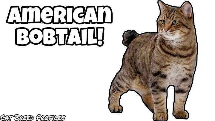 Watch the video about American Bobtail -Cat Breed Profiles-