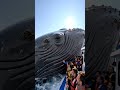 #Whales #Ocean #OceanLife #WhaleWatching #MarineLife #SeaLife #BlueWhale #UnderwaterWorld