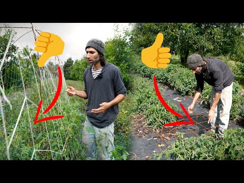 Vidéo: Conseils pour construire des cages à tomates