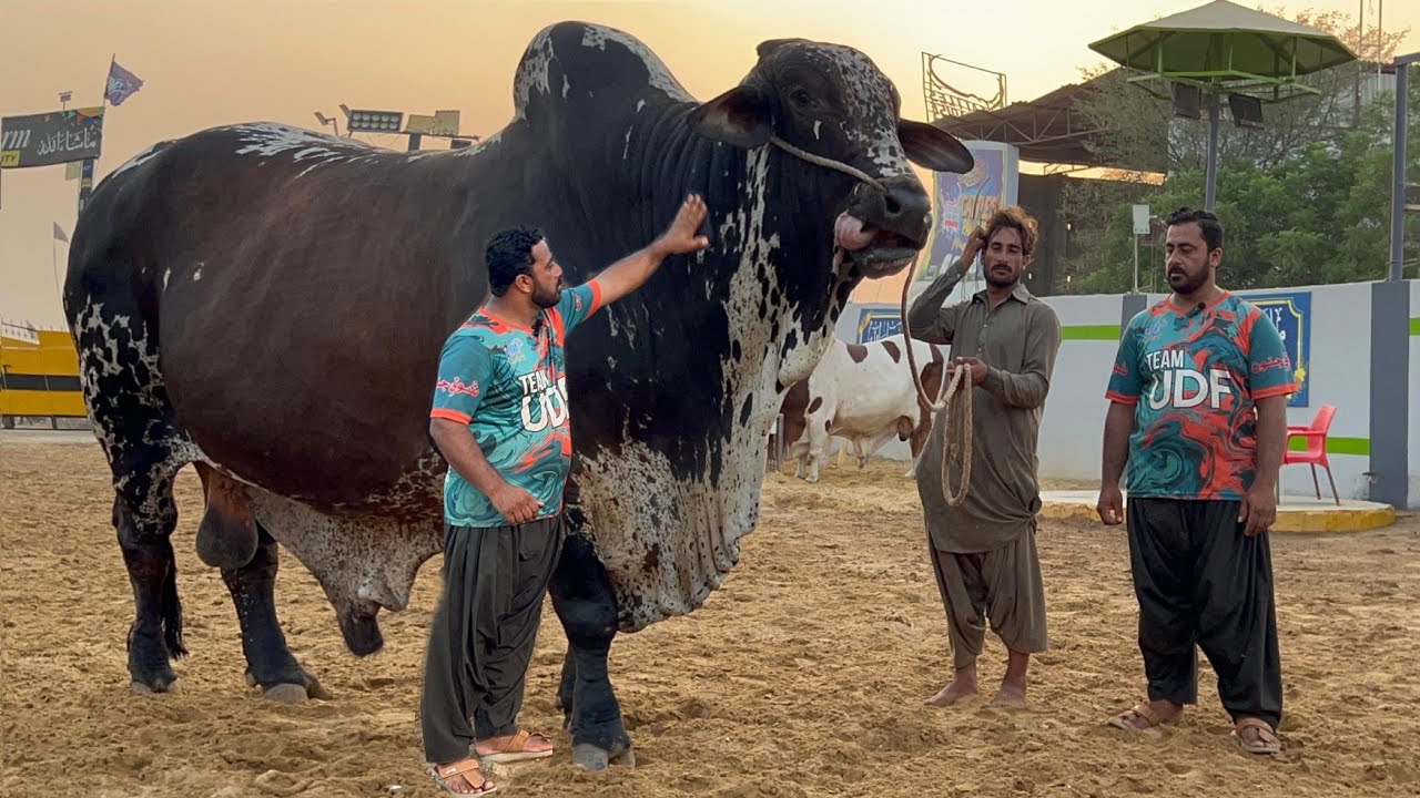 Карачи k Biggest Bulls на животноводческой ферме UDF Коллекция Курбани 2025 l Бакра Манди 2025 Ко...