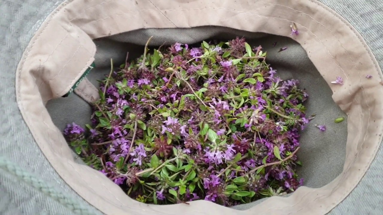 Cancer Treatment In Pakistan With Native Herbs Herbal Tea For