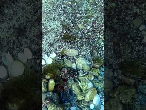 💥BIG OCTOPUS IN
