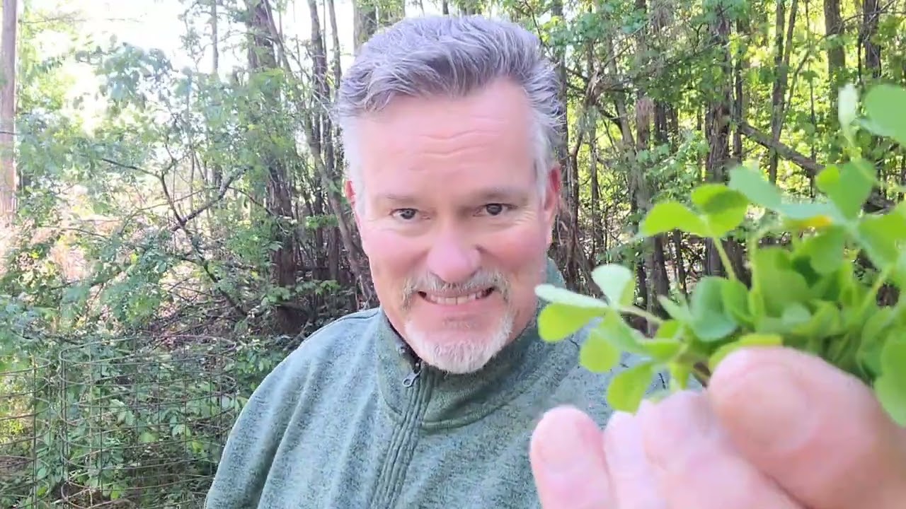 HAVE YOU EVER TRIED WILD SOUR GRASS?