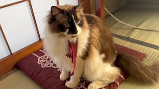 【猫】【cat】母と妹の花のワークショップのリボンでおめかししたらん丸#cat　#猫