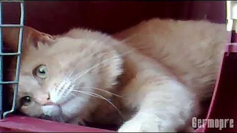 Cosa vuol dire quando il gatto fa l'occhiolino?