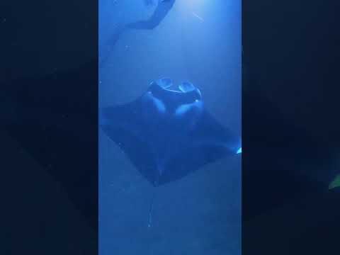 Snorkeling with Manta Rays on the Kona Coast at Night! #shorts #hawaii #bucketlist