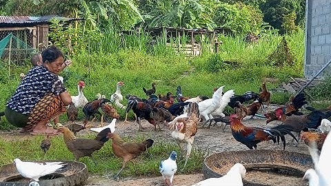 nyob zoo os los saib kuv pub qaib os 4/9/24