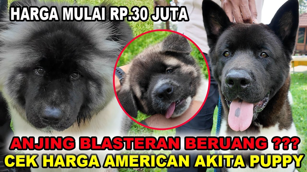 Anjing Blasteran Beruang ? - Cek Harga American Akita Puppy