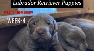 Labrador Retriever Puppies Watch Them Grow Week 4