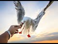 Seagulls slow motion  part 2