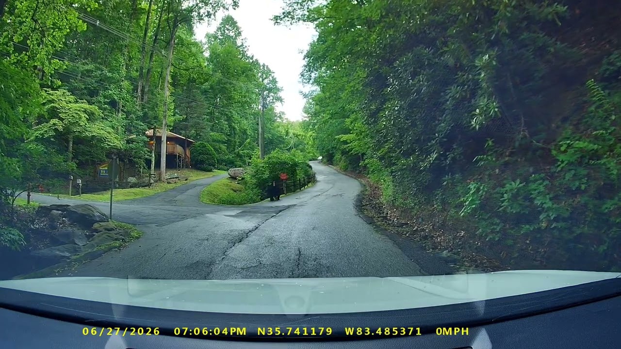 Bear sight in america 