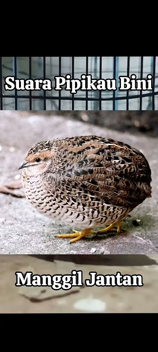 Suara Pikat Pipikau Bini, (Suara Puyuh Batu Betina) Dijamin JOSS #pipikau #puyuhbatu #coturnixquail