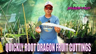 QUICKLY ROOT DRAGON FRUIT CUTTINGS  / PROPER SOIL and a HOT HOUSE How To Take Dragonfruit Cuttings