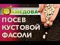 Посев фасоли овощной.