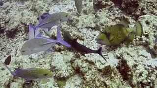 Trigger fish nest wiped out - Maldives Mar 2025