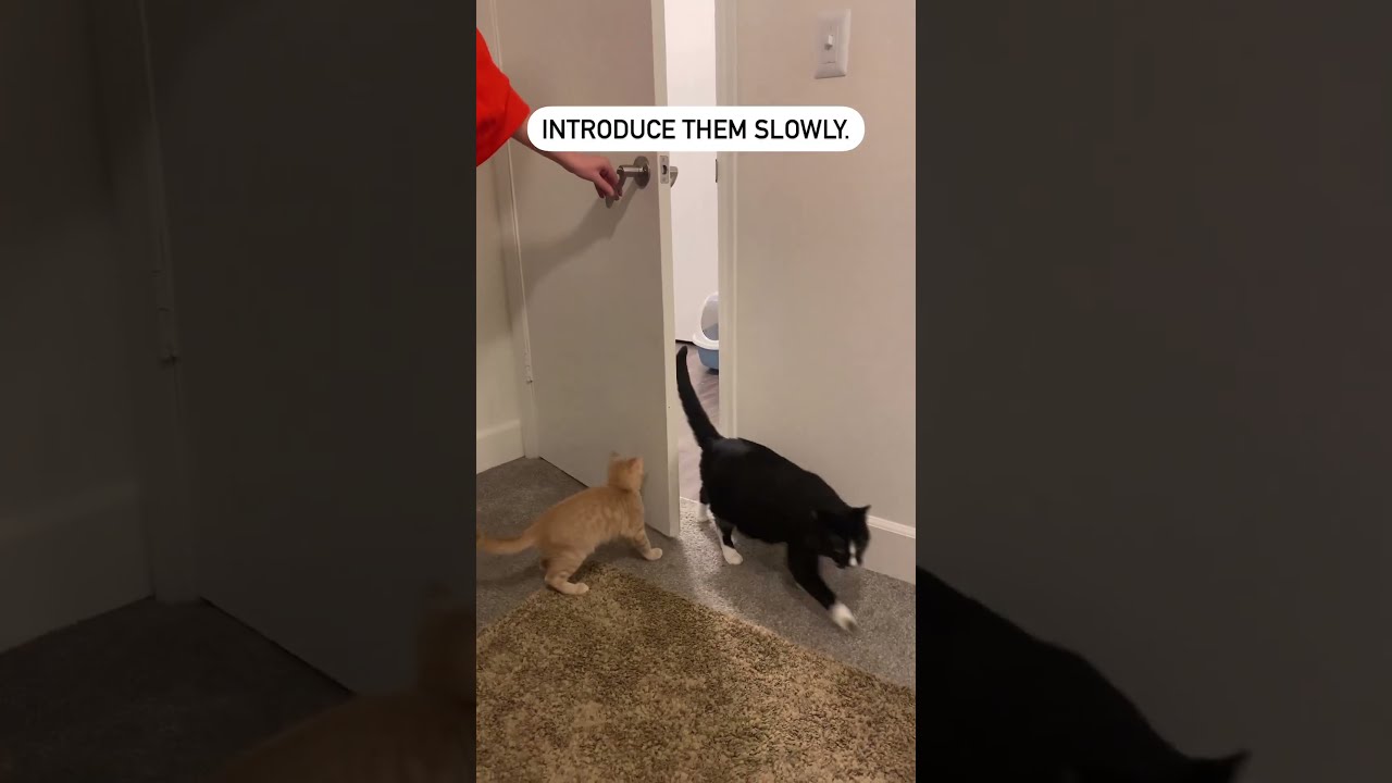 How To Introduce A New Kitten Your Cat Diamond Pet Foods