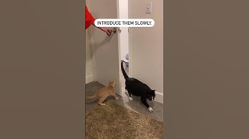 How to Introduce a New Kitten to Your Cat | Diamond Pet Foods