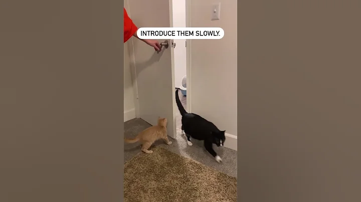 How to Introduce a New Kitten to Your Cat | Diamond Pet Foods