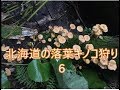 【キノコ採り】北海道の落葉キノコ採り６