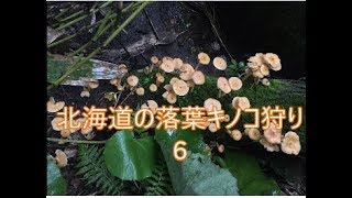 【キノコ採り】北海道の落葉キノコ採り６