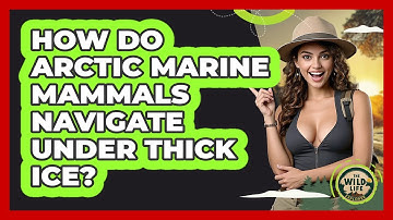 How Do Arctic Marine Mammals Navigate Under Thick Ice? - The Wild Life Explorer