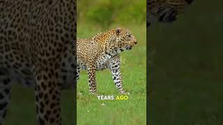 #aiart #Leopard #Evolution #AncientAnimals#PrehistoricLife #WildlifeFacts #BigCats #AnimalEvolution