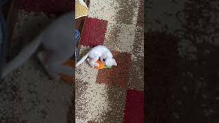 Rescue Kitten Enjoying Playing Her Carrot Toy Youtube Shorts