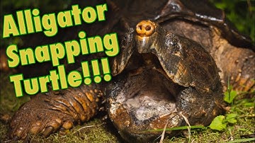 POV Herping on World Turtle Day! Crazy Alligator Snapping Turtle Catch