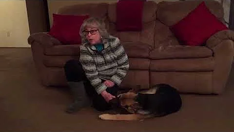 How TrainPetDog has helped Teri Graham
