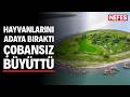 Çobansız sürünün otu adadan, suyu gölden