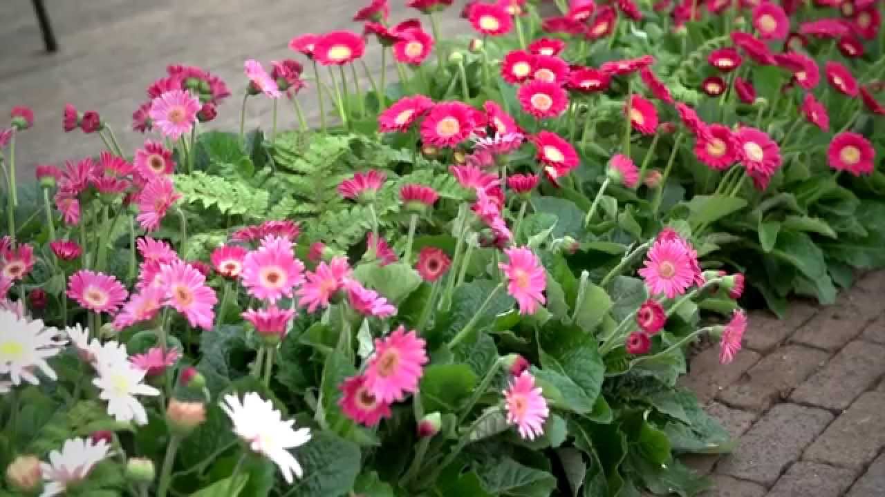 Het hele jaar bloeiende bloemen