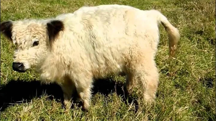 Ruby in Winter - Galloway Miniature Cattle