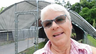 Temu Coop as Chicken Run & Installing Predator Guard | Chick Update