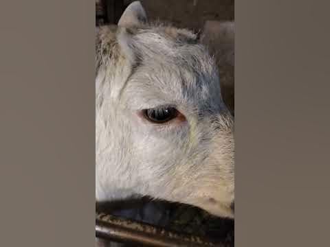 козулька - YouTube