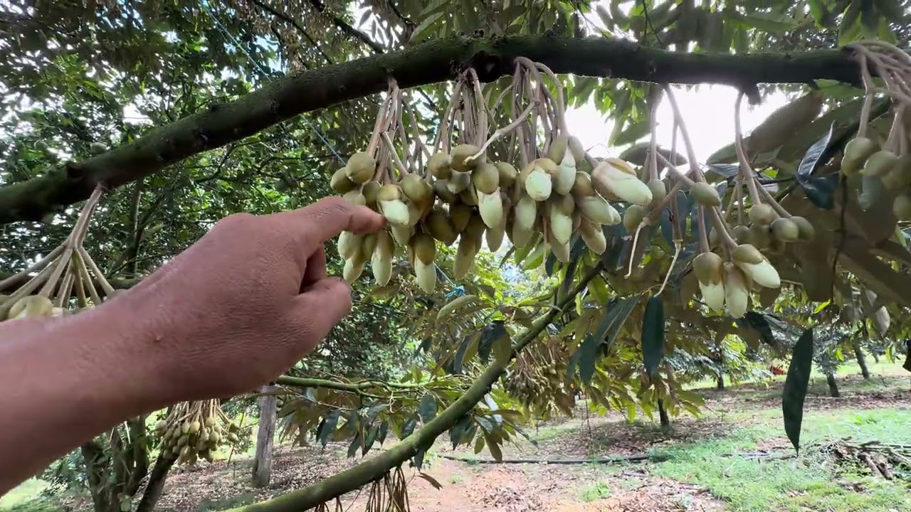 Cập nhật vườn đang xổ nhuỵ ngày ( 27/02/2026) 