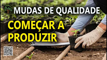 Pode comer folhas de gengibre?