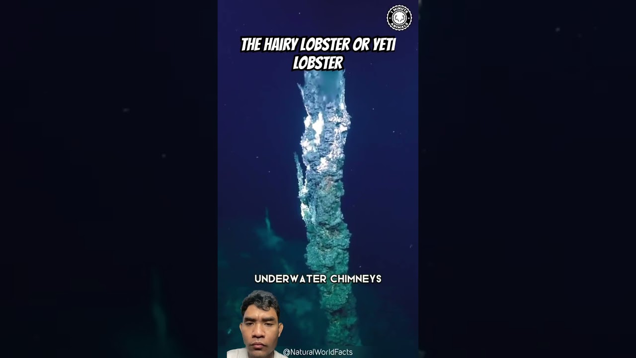 The hairy lobster or yeti lobster 