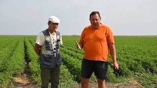 Биозащита овощей в Молдове в цифрах: высокая урожайность, экспортное качество и огромная экономия