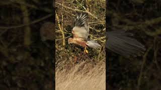 Marsh Harrier flying effortlessly in the wind  #birds #ukwildlife #birding