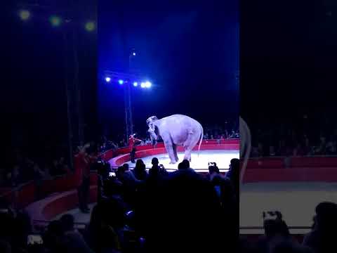 Цырк Кобзов Первомайск