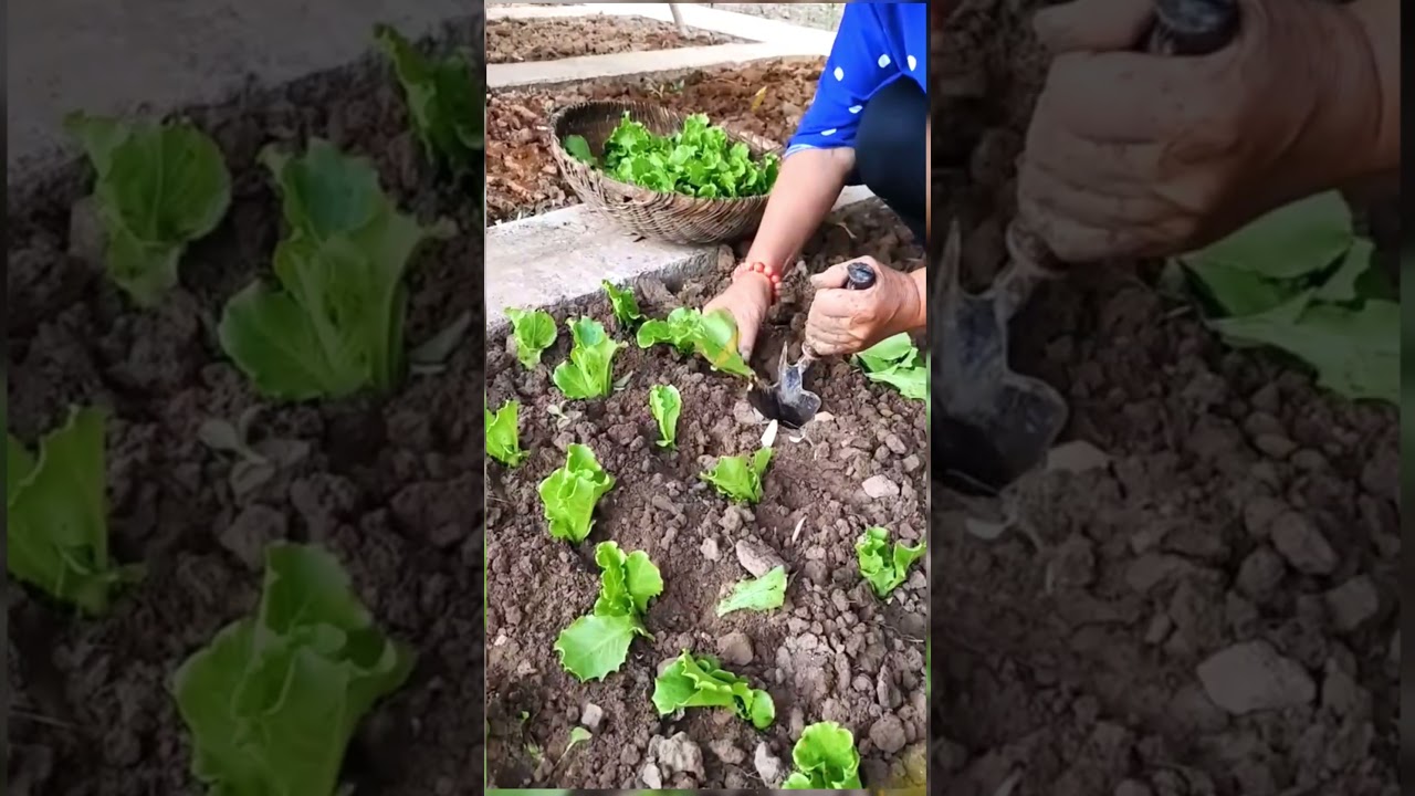 Como Plantar Alface em Casa: Passo a Passo Simples e Rápido