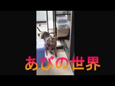 ネコ動画あび＃1279 あびの毎日 アビシニアン あび - YouTube