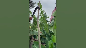 Tôi làm con dao quắm phát rẫy bằng thép mắt xích xe tăng chặt cây như chặt chuối vậy