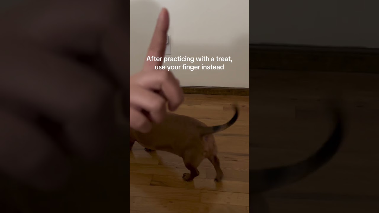 Teaching the Spin Command