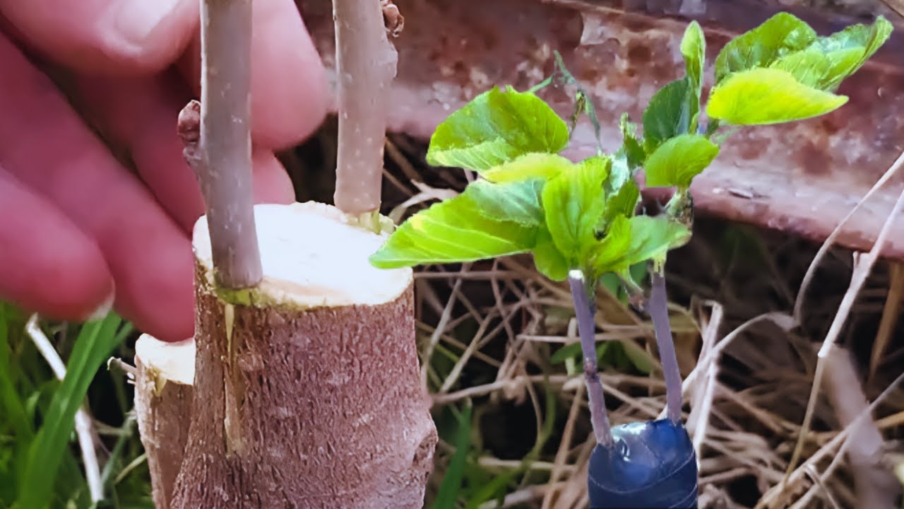 Правило тутовая прививки  / 100 % результат /