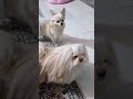 ببینم کی میتوانه جایزه راببره هاپو Pets دوست Puppy Petlover Doglife ببینم کی میتوانه جایزه راببره هاپو Pets دوست Puppy Petlover Doglife