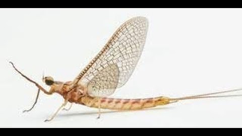 Mayfly Algorithm